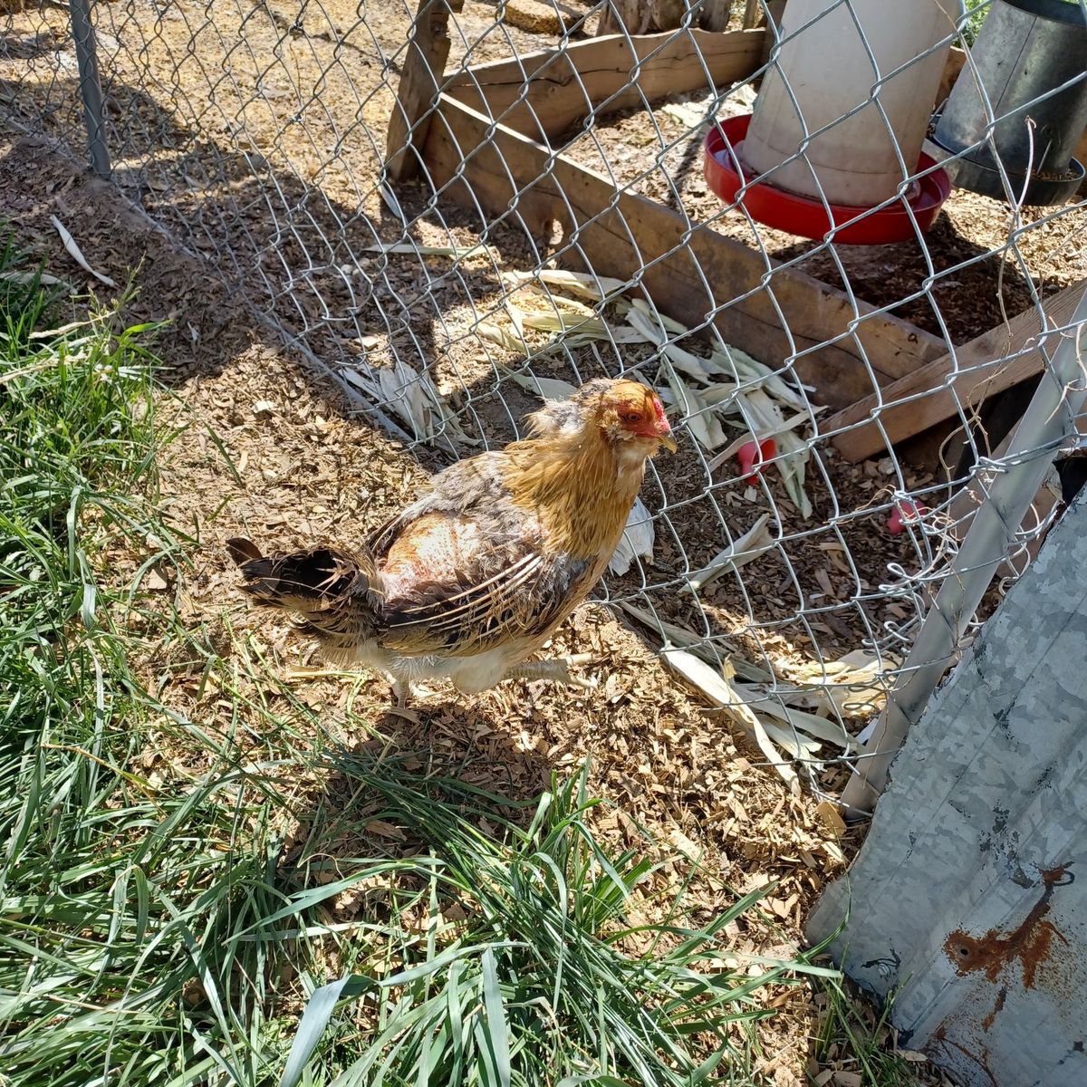 Hen