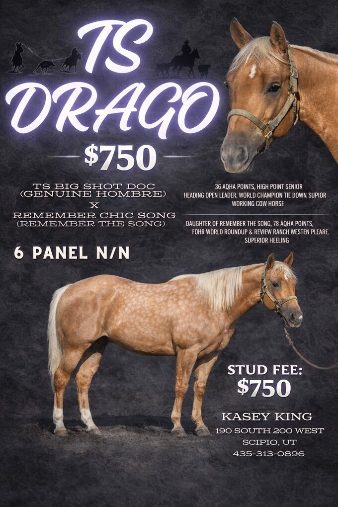 AQHA Palomino Stallion Pitzer Bred