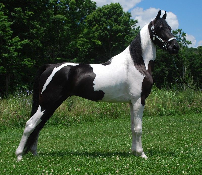 Spotted Saddle Horse