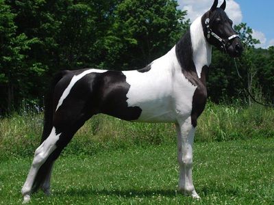 Spotted Saddle Horse