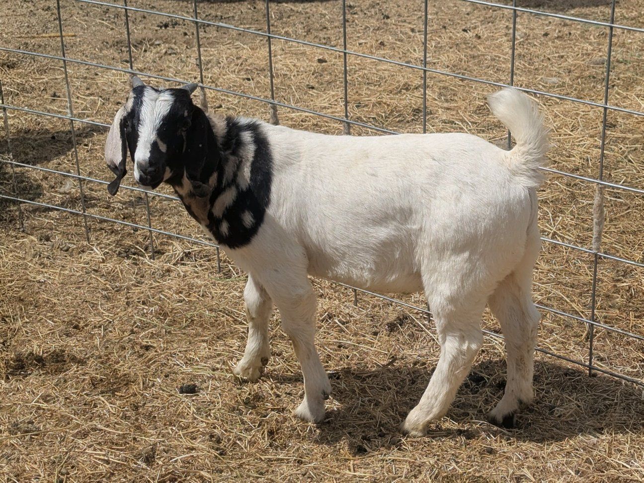 Boer Wether – Show Prospect