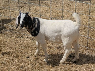 Boer Wether – Show Prospect