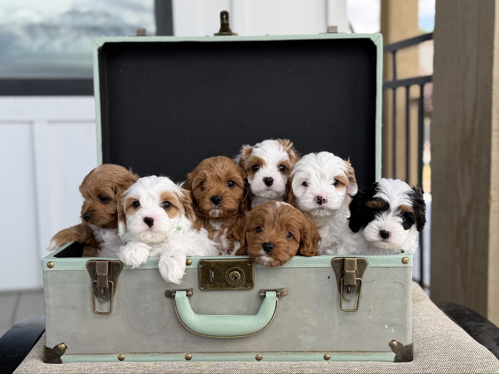 Miniature Cavapoo Puppies Available