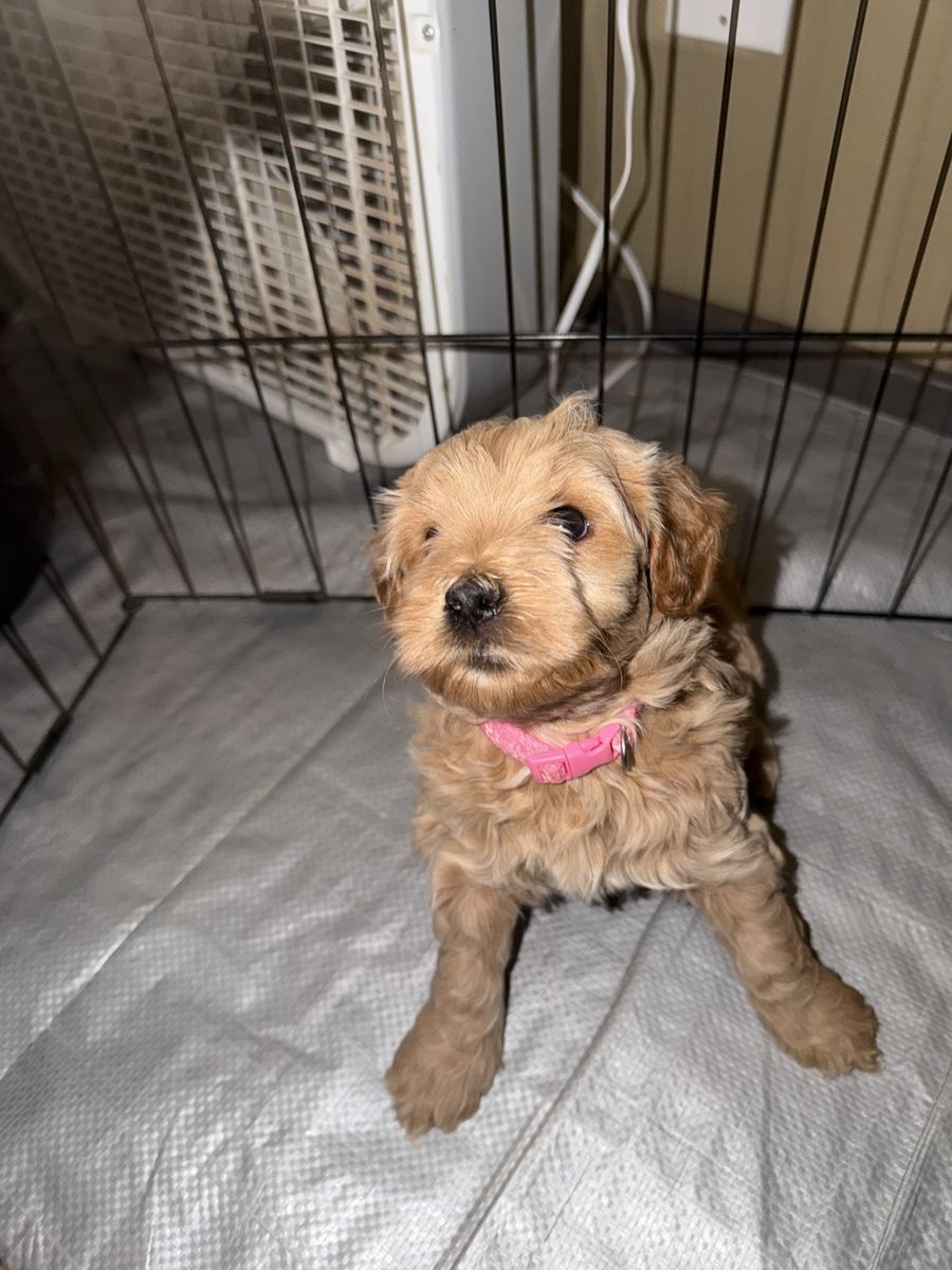 Mini Goldendoodle