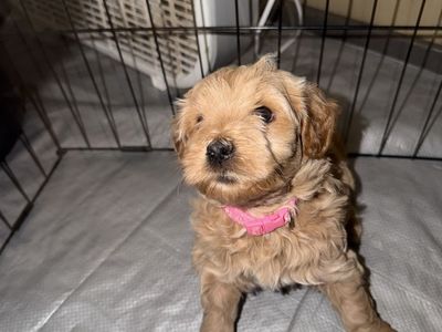 Mini Goldendoodle