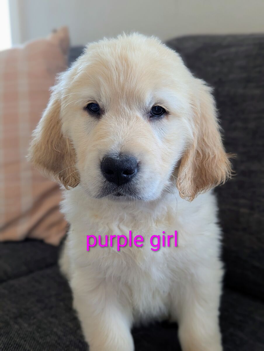 Ready This Weekend Full Registration AKC Golden Retriever Puppies