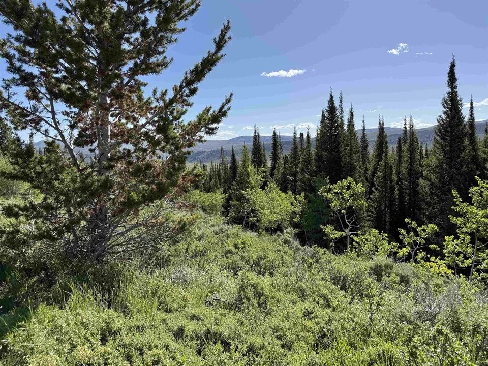 Main image 50