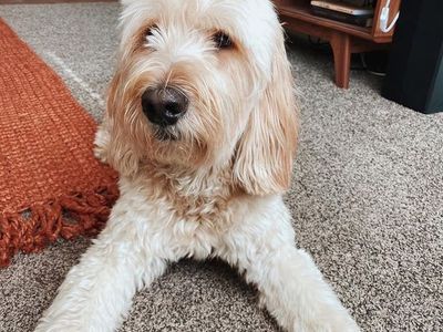 Goldendoodle