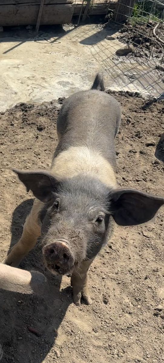 18 month old pig female