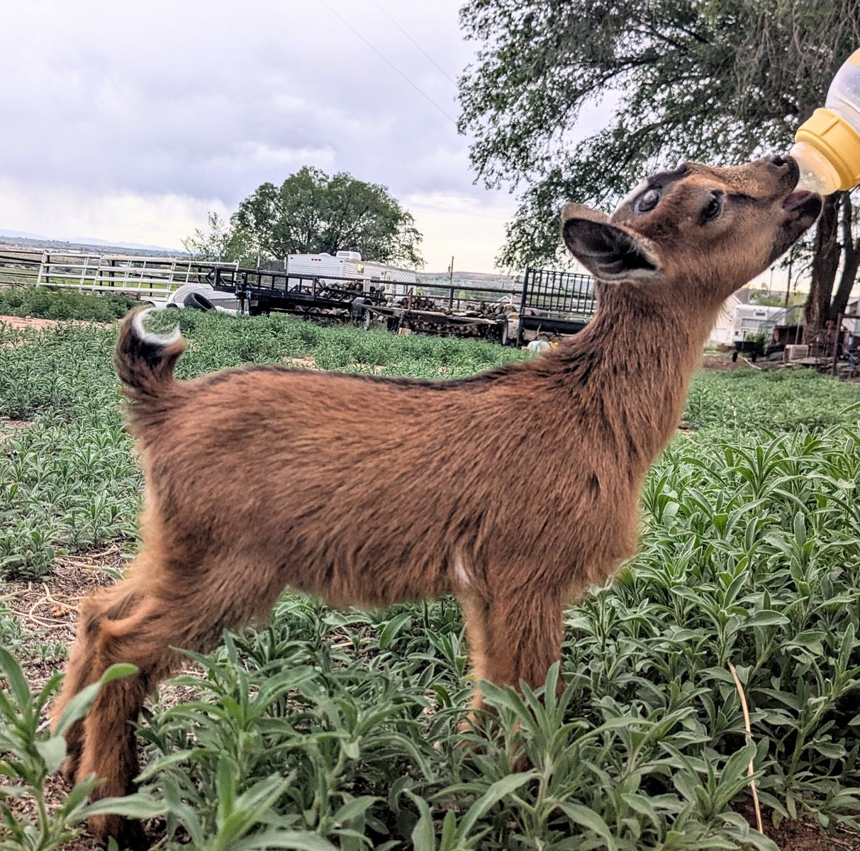Nigerian Dwarf Goat Bottle Babies