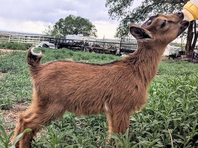 Nigerian Dwarf Goat Bottle Babies