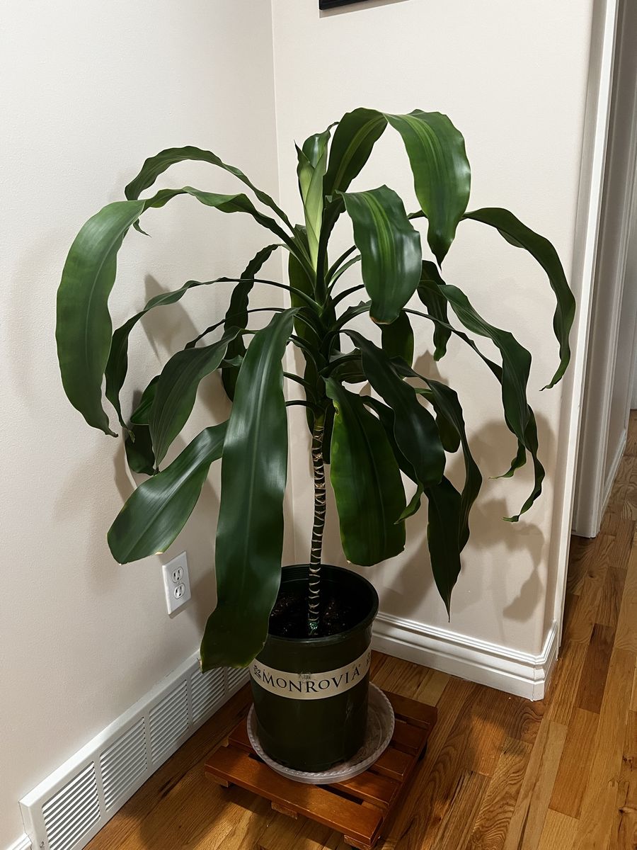 45” Tall Live Dracaena fragrans Plant
