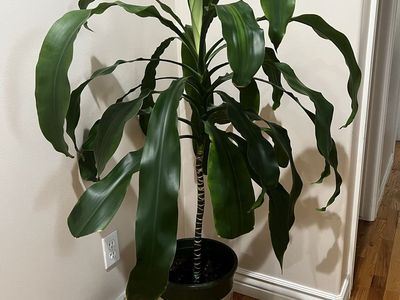 45” Tall Live Dracaena fragrans Plant