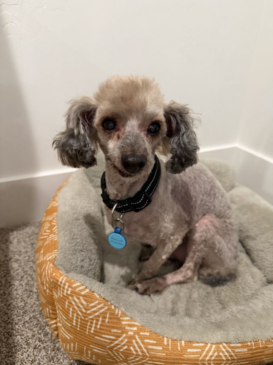 Toy Poodle