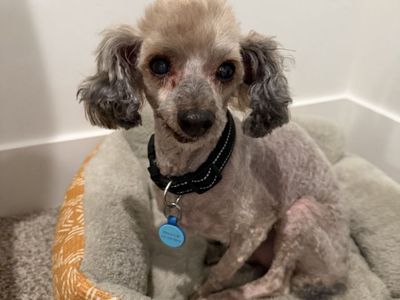 Toy Poodle