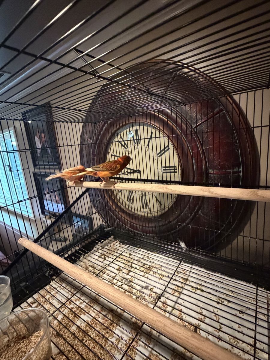 Red Factor Canaries with Wire Bird Cage and Wooden Perches