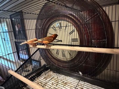 Red Factor Canaries with Wire Bird Cage and Wooden Perches