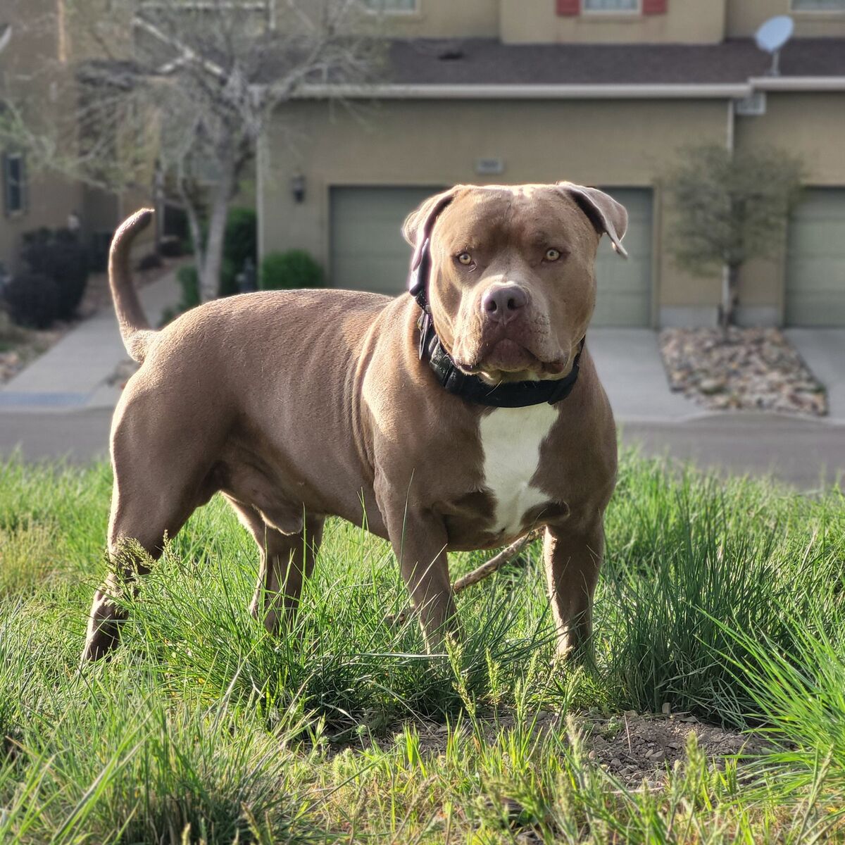 American Bully Stud