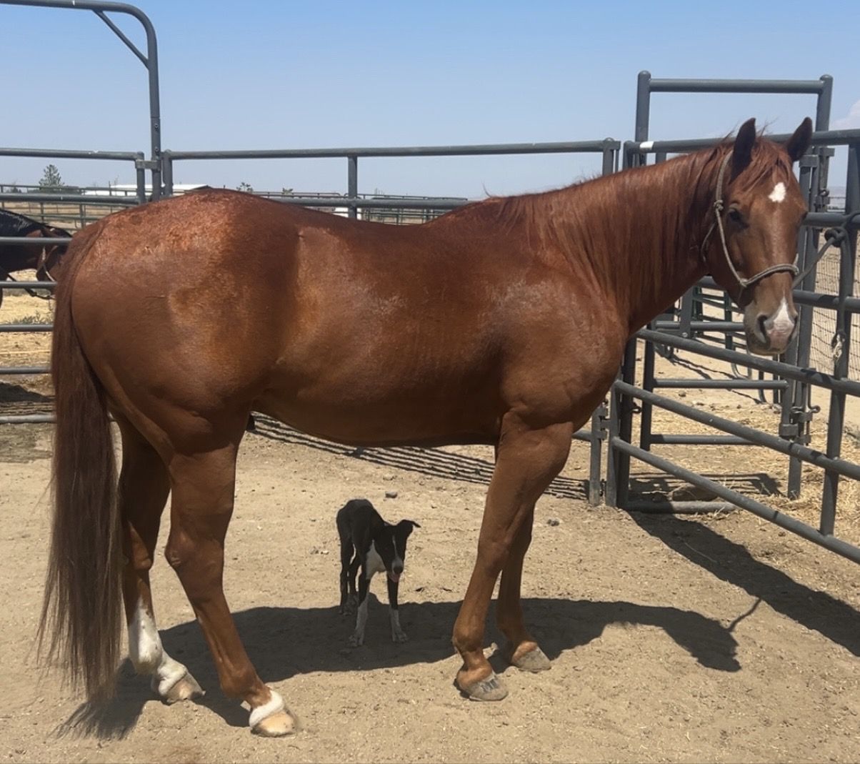 8 year old grade gelding