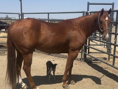 8 year old grade gelding
