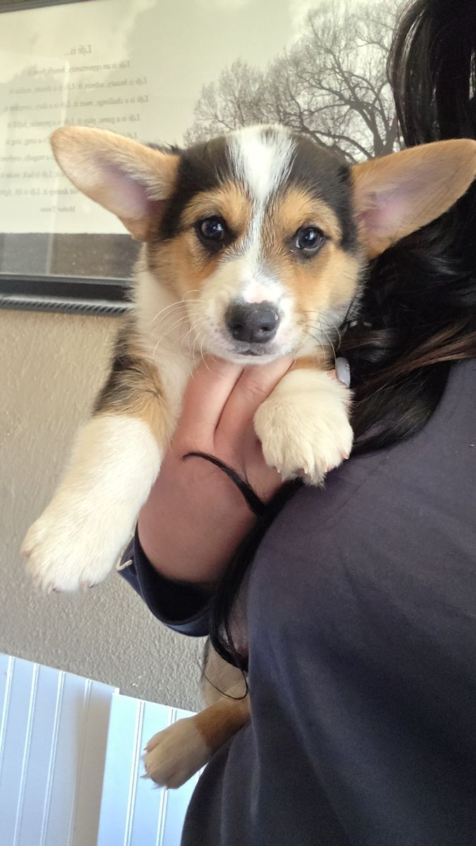 Easter ready AKC Registered Pembroke Welsh Corgis!!