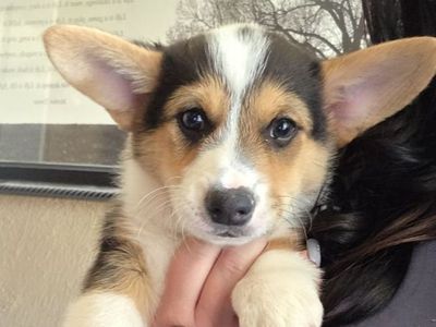 Easter ready AKC Registered Pembroke Welsh Corgis!!