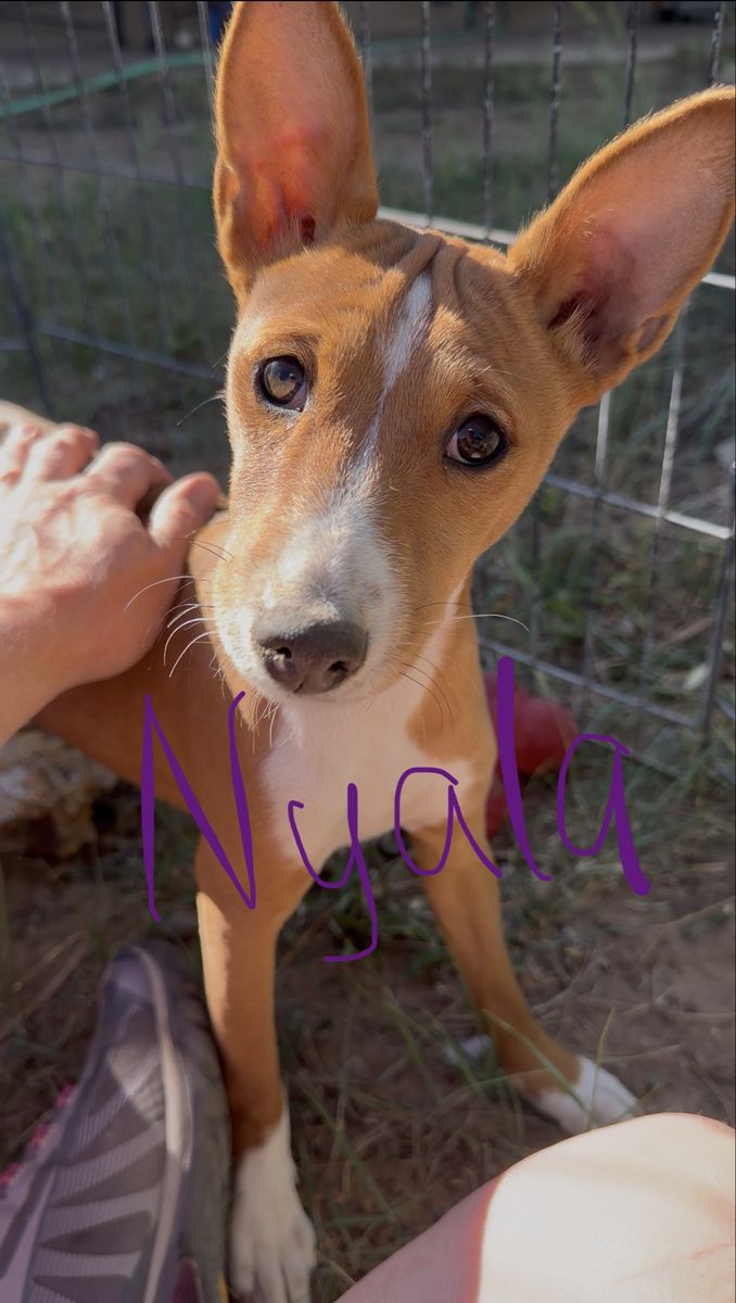 NO BARK Basenji Pups!  Hypoallergenic!