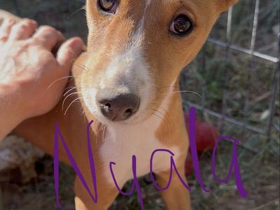 NO BARK Basenji Pups! Hypoallergenic!