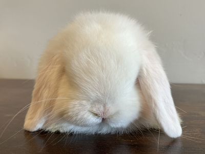 Purebred Holland Lop Bunnies