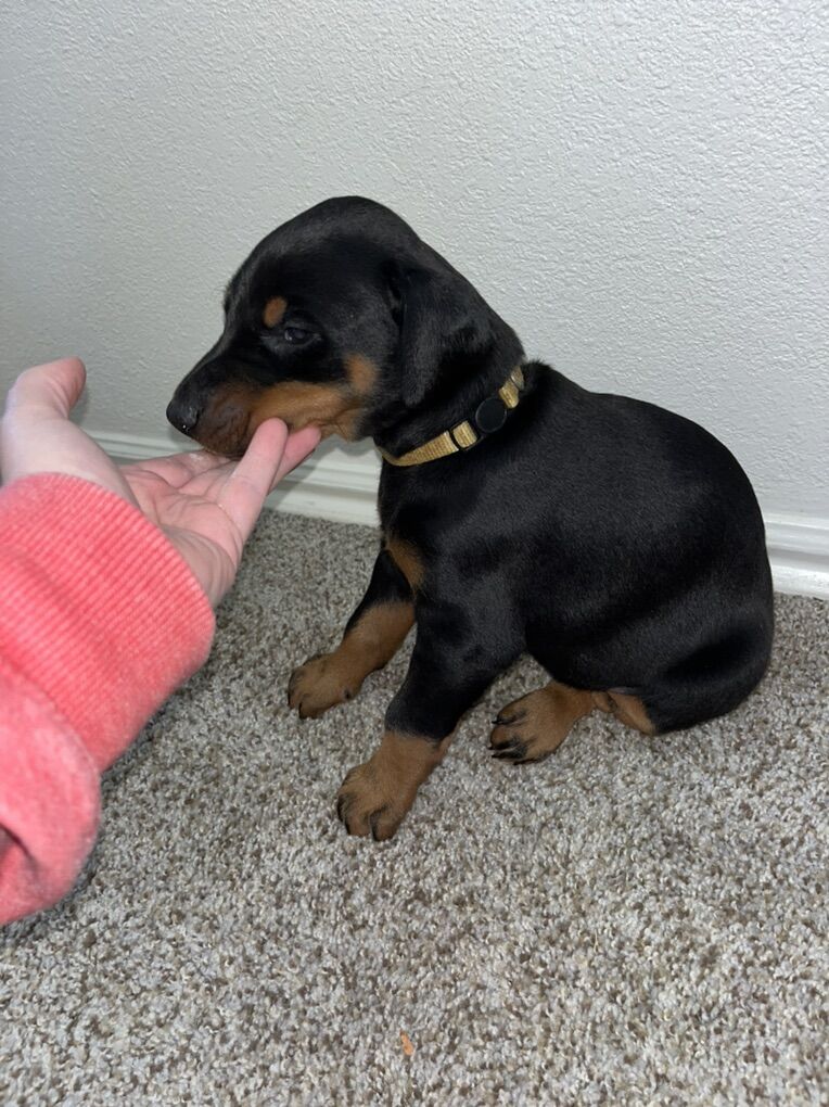 AKC Registered Purebred Doberman Puppy
