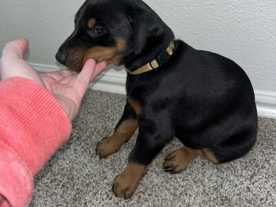 AKC Registered Purebred Doberman Puppy