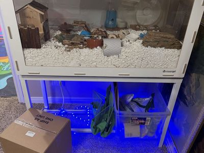 Hampster And Full Settup