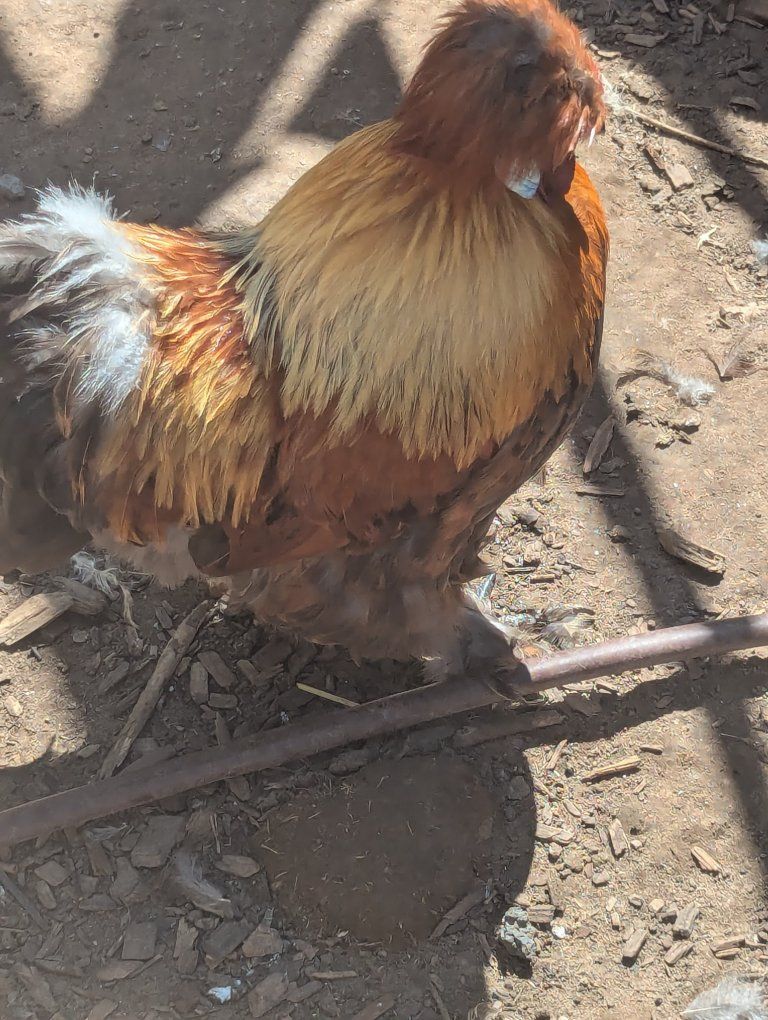Silkie Satin Rooster