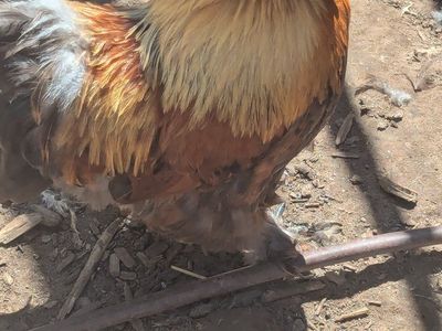 Silkie Satin Rooster