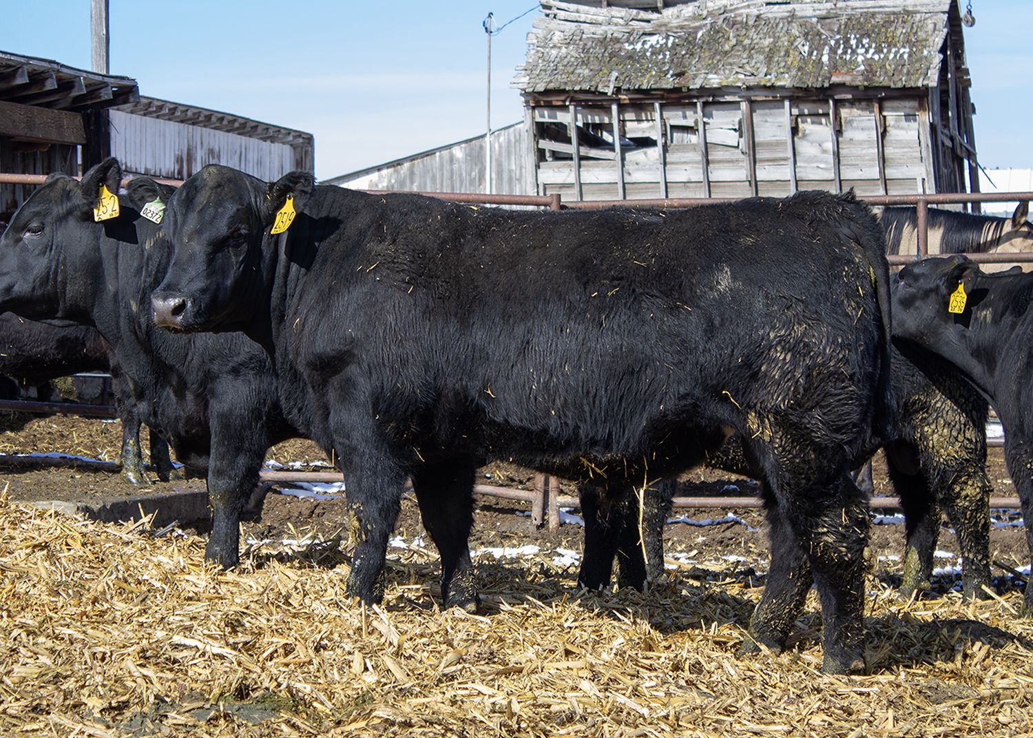 13 Yearling Angus Bulls