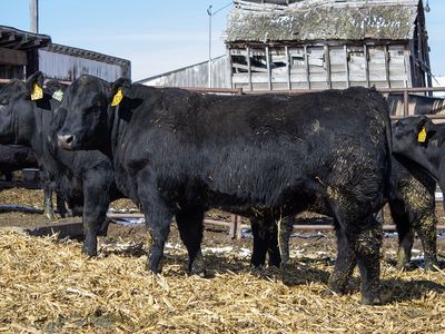 13 Yearling Angus Bulls