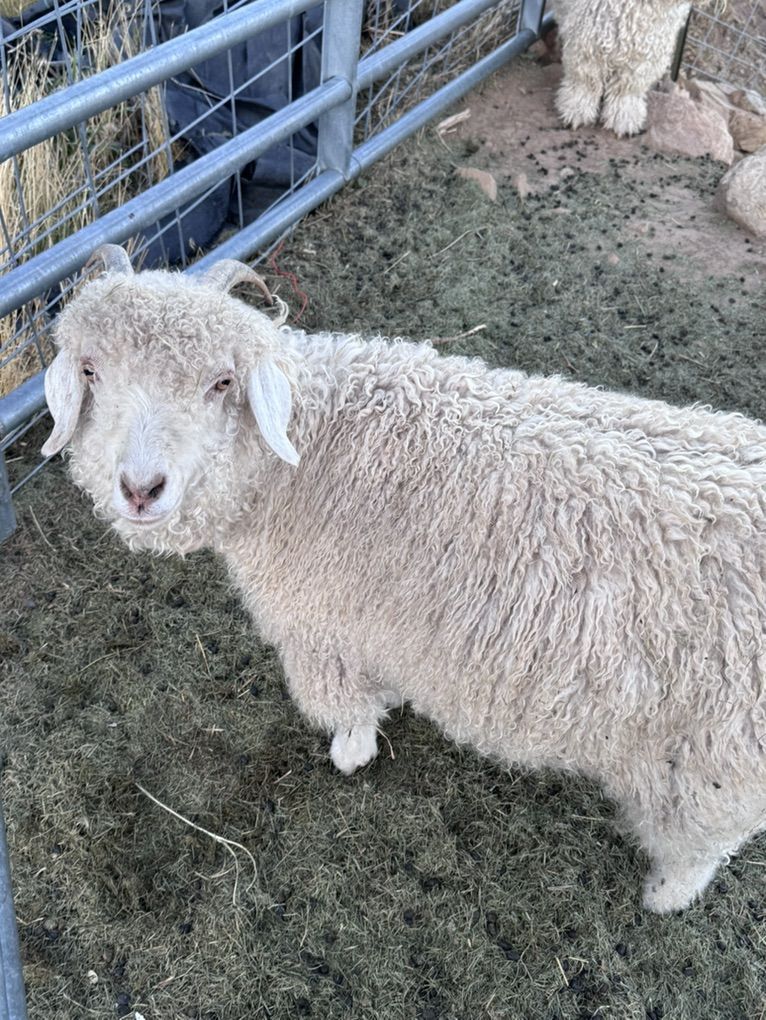 Angora Nanny Goats