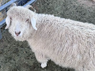 Angora Nanny Goats