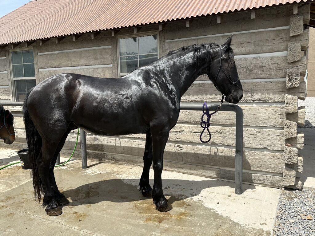 Beautiful 7 Year Old Friesian/percheron Gelding