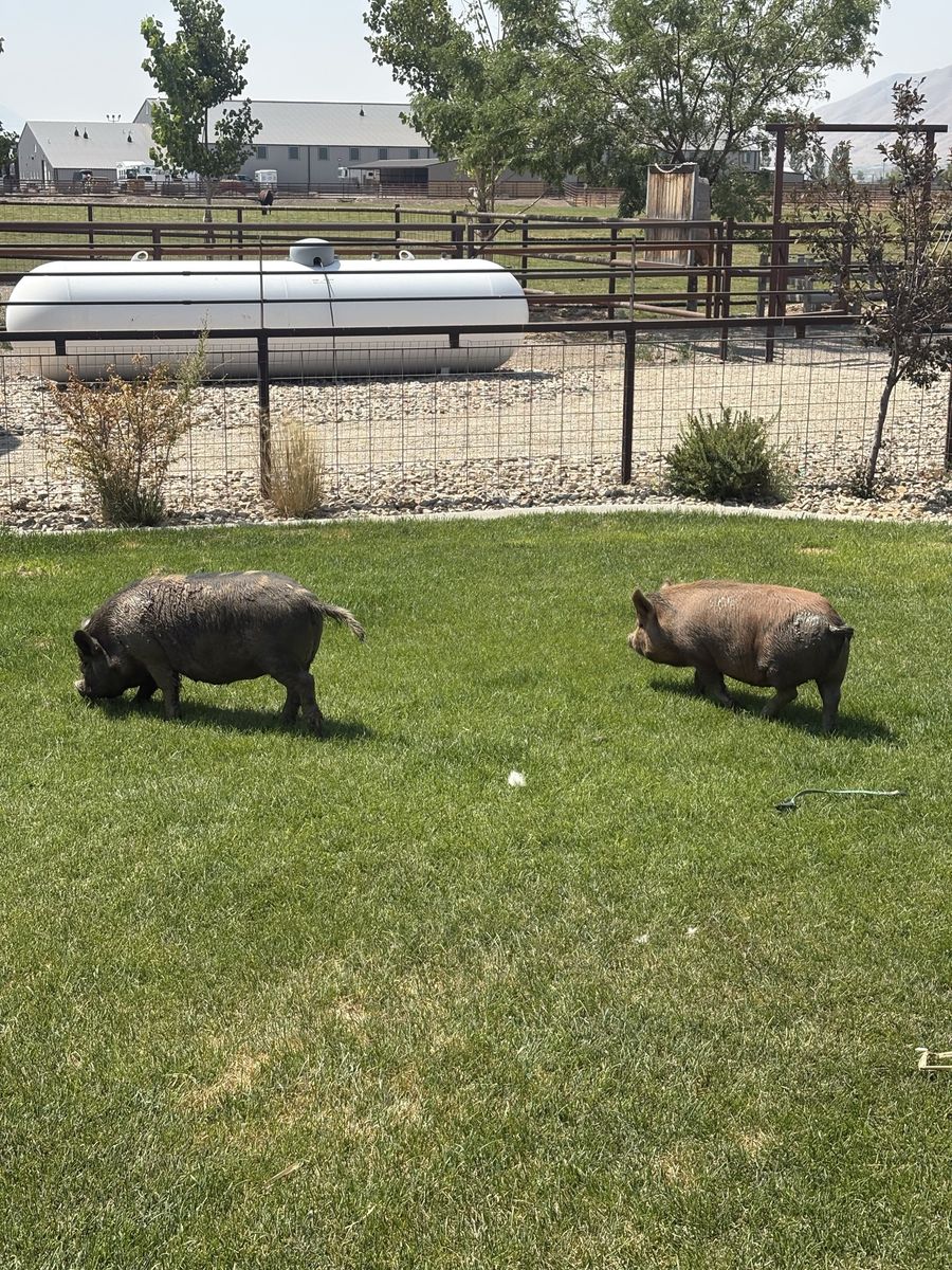 Pigs / Swine for Sale