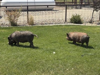 Pigs / Swine for Sale