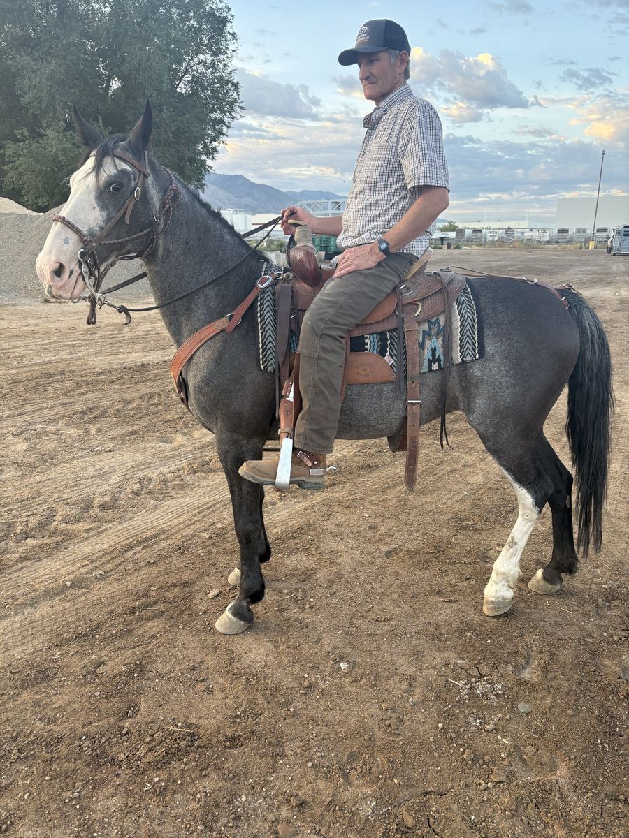 Fox Trotter (Gaited) Mare