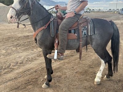 Fox Trotter (Gaited) Mare