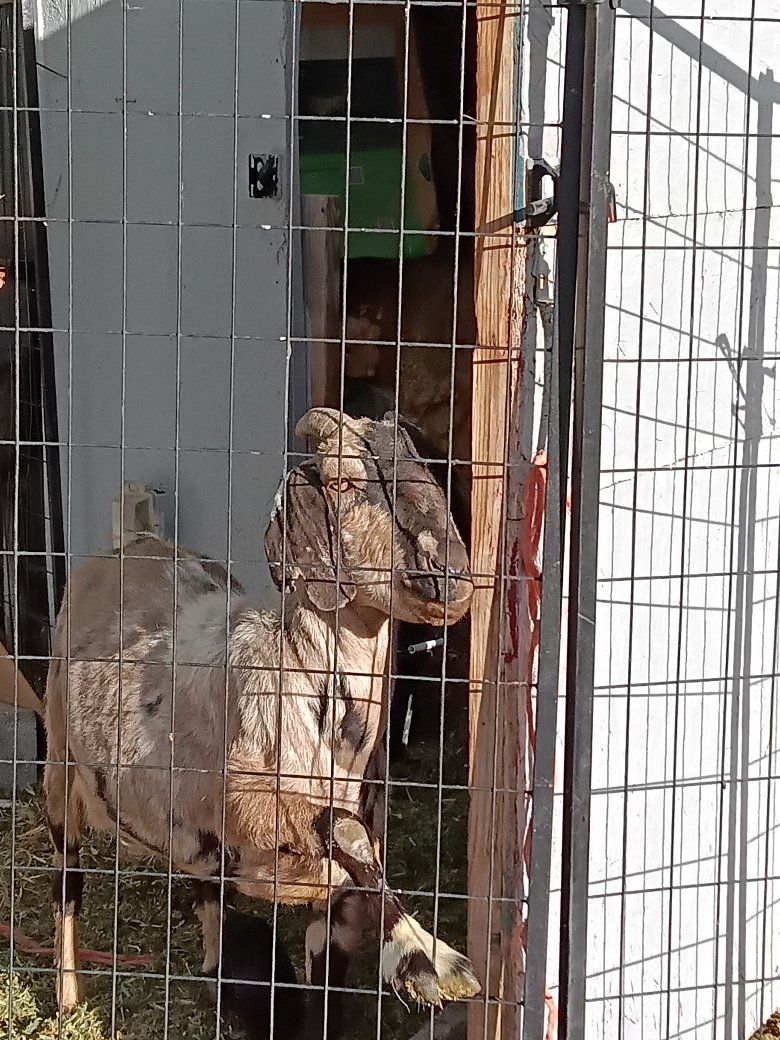 7 ABGA Boer Herd for sale