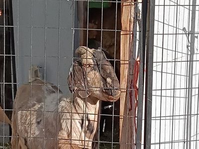 7 ABGA Boer Herd for sale