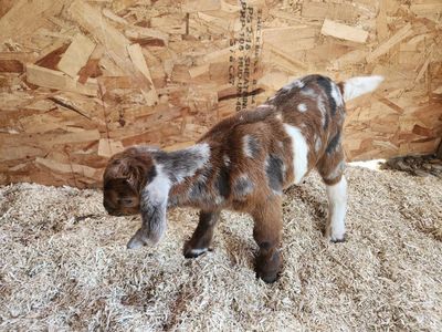 Full Boer Buckling's And Doeling's