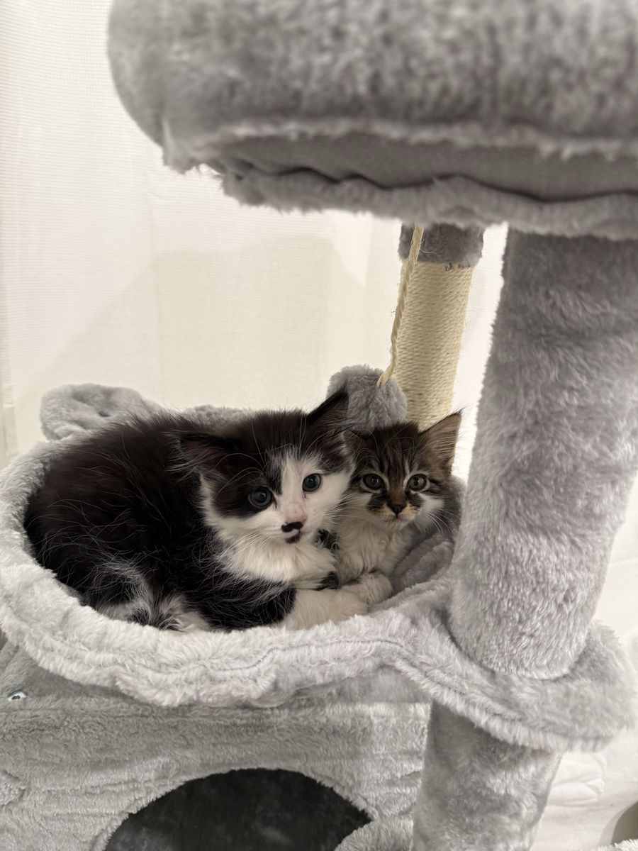 9 week old kittens