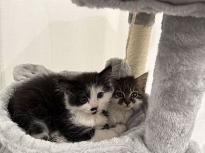 9 week old kittens