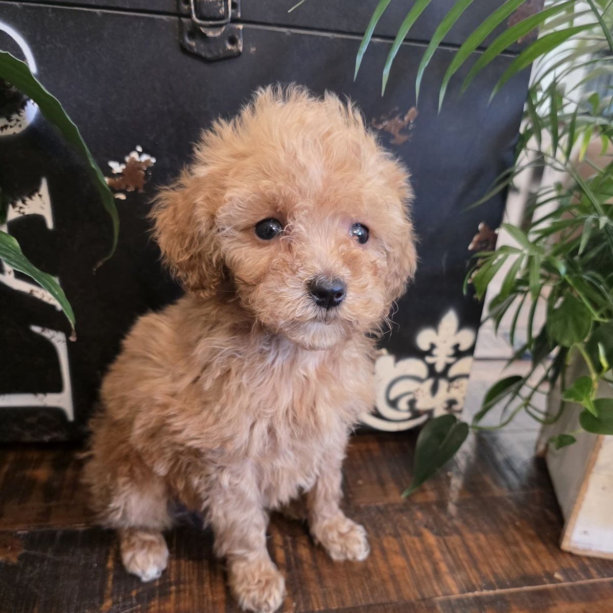 AKC Male Teacup Toy Poodle Champion Lines