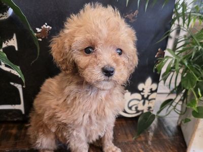 AKC Male Teacup Toy Poodle Champion Lines